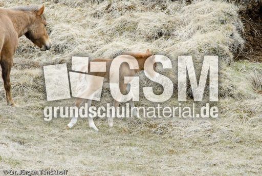 Islandpferde (25 von 50).jpg